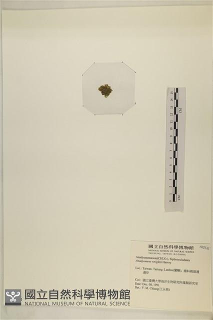 浮網藻, 肋葉藻藏品圖，第3張