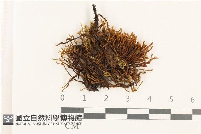 狹葉扭口蘚藏品圖，第1張