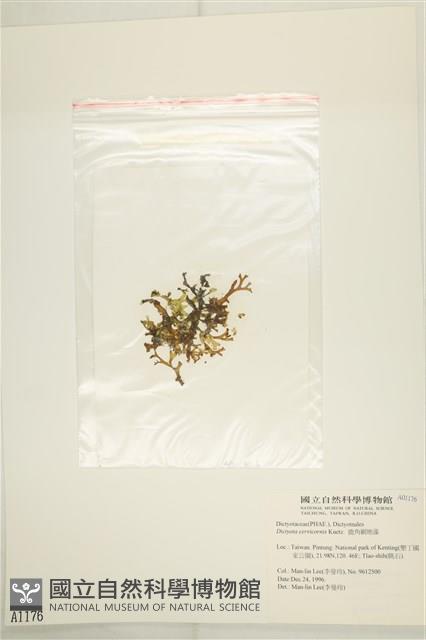 鹿角網地藻藏品圖，第3張