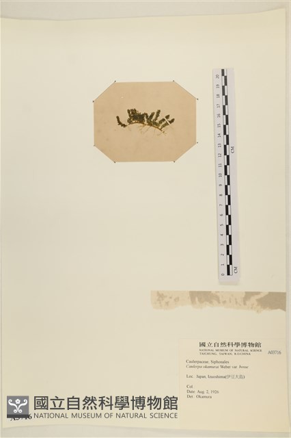 寬珊藻藏品圖，第3張