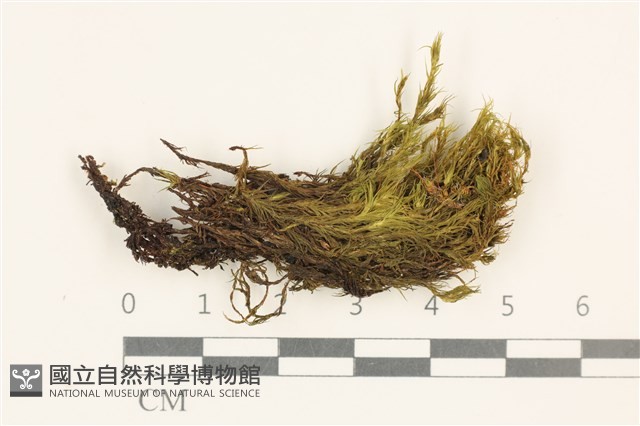 登錄號:B00015576藏品圖，第1張