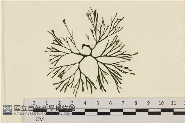 登錄號:A00005576藏品圖，第1張
