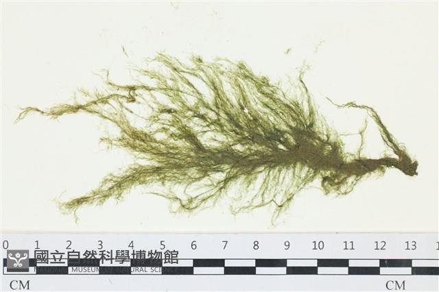 絲狀外子藻, 水雲藏品圖，第1張