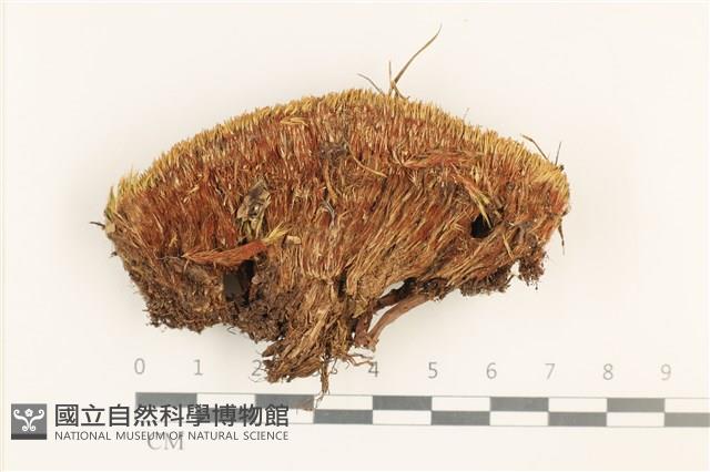 登錄號:B00012476藏品圖，第1張