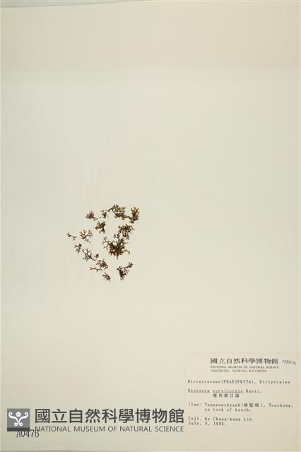 鹿角網地藻藏品圖，第3張