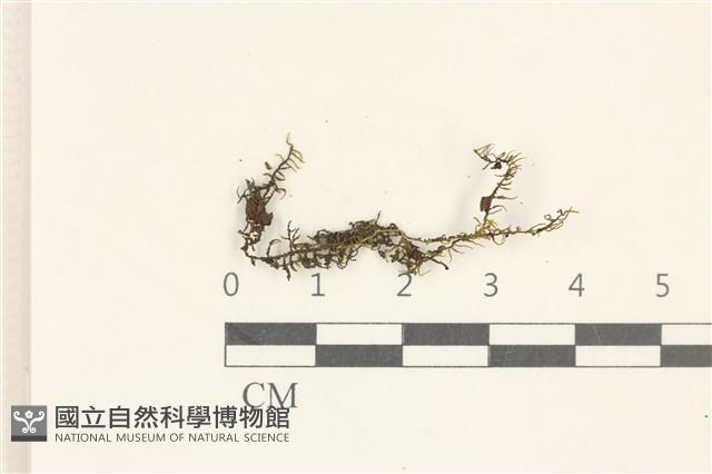 登錄號:B00013476藏品圖，第1張