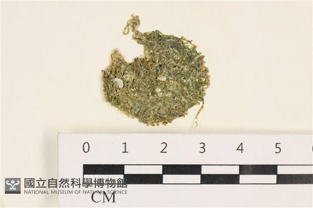 指枝藻藏品圖，第1張