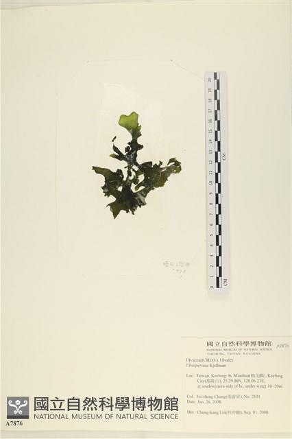 石蓴藏品圖，第3張