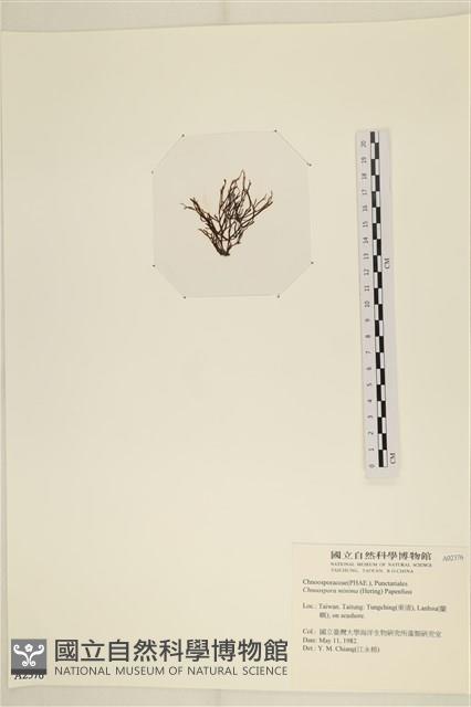 小毛孢藻, 小鹿角苔藏品圖，第3張