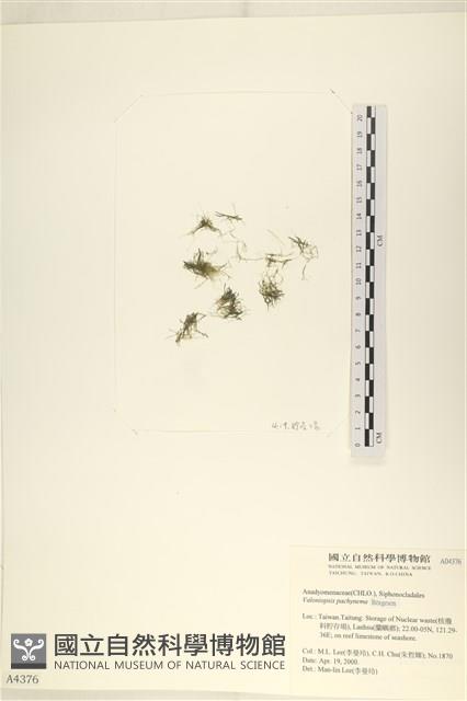 指枝藻藏品圖，第3張