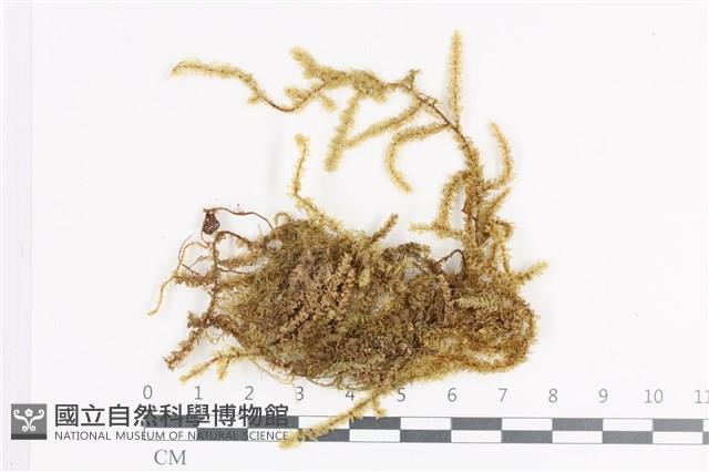 登錄號:B00011376藏品圖，第1張