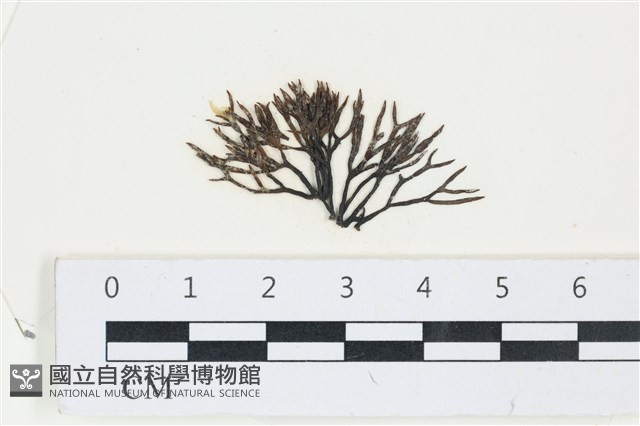 登錄號:A00002776藏品圖，第1張