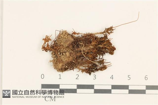 仙鶴蘚藏品圖，第1張