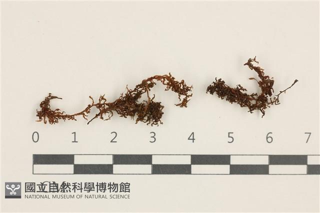 卷葉仙鶴蘚藏品圖，第1張