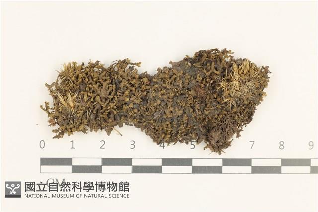登錄號:B00019616藏品圖，第1張
