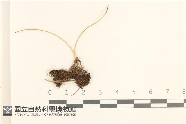 登錄號:B00009616藏品圖，第1張