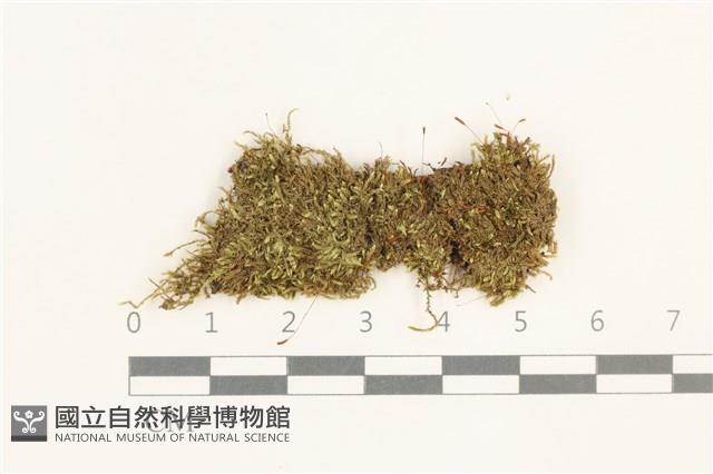扁灰蘚藏品圖，第1張