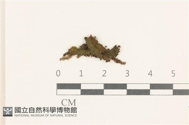 蛇苔藏品圖，第1張