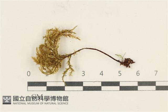 登錄號:B00011616藏品圖，第1張