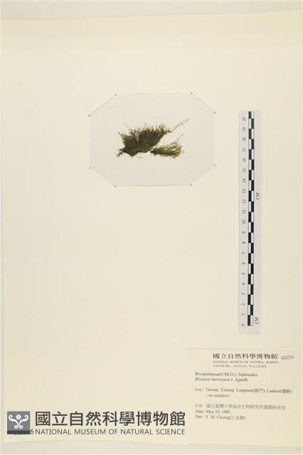 偏列羽藻藏品圖，第3張
