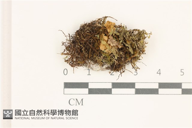 毛擬叉苔藏品圖，第1張