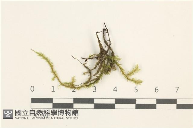 登錄號:B00020216藏品圖，第1張
