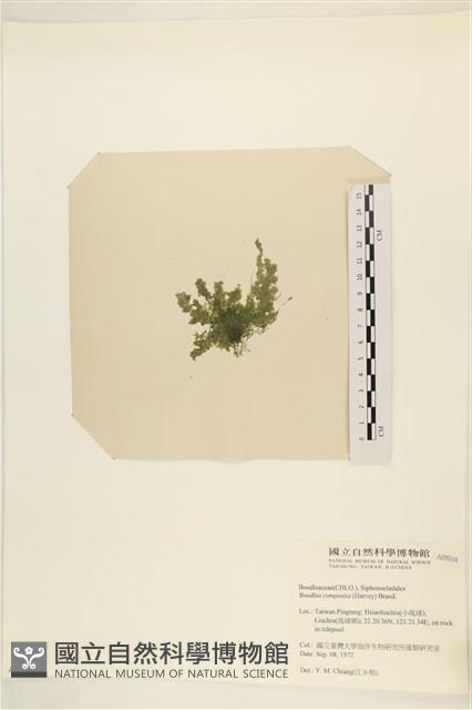 布氏藻藏品圖，第3張