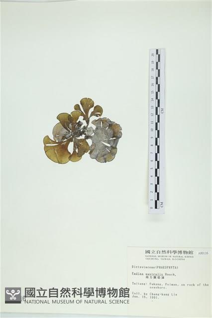 南方團扇藻藏品圖，第3張