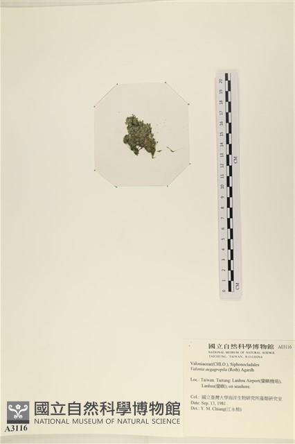 法囊藻藏品圖，第3張