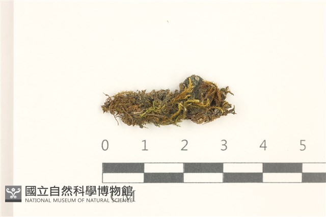 長肋青蘚藏品圖，第1張