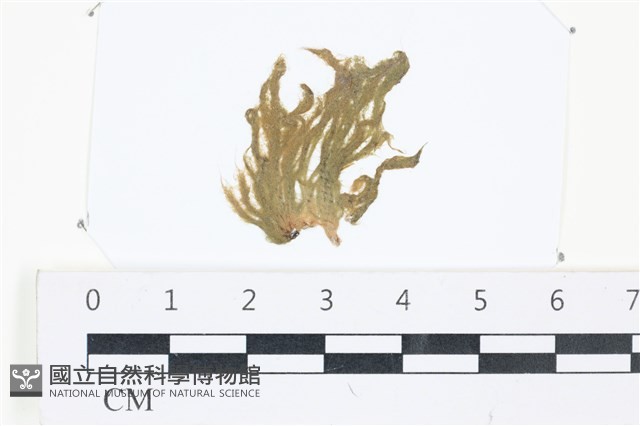 登錄號:A00002516藏品圖，第1張