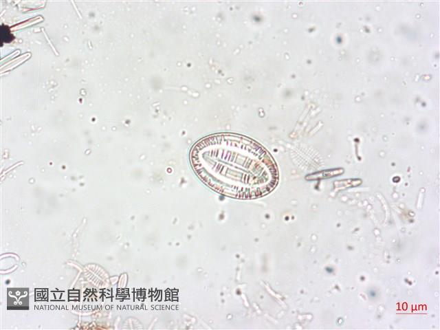 登錄號:A00004516藏品圖，第4張