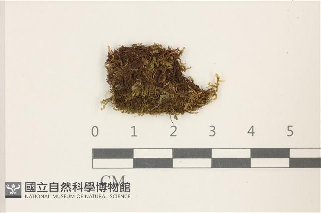 挺葉苔藏品圖，第1張