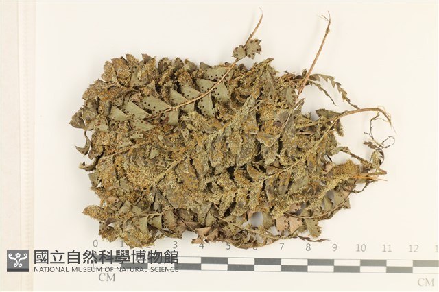 登錄號:B00005516藏品圖，第1張
