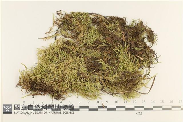 登錄號:B00012416藏品圖，第1張