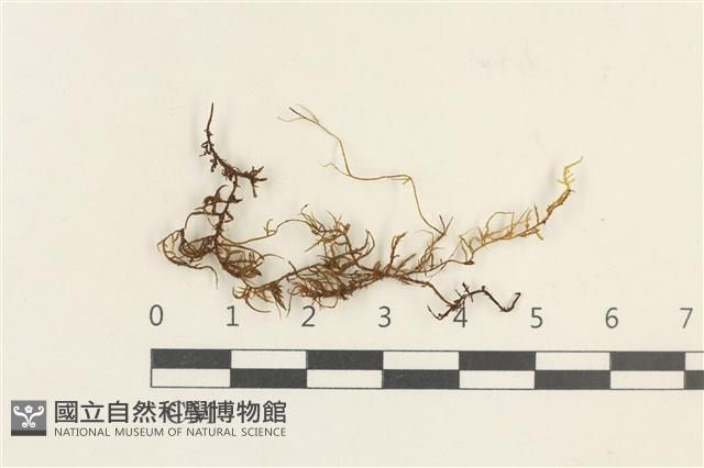 登錄號:B00016416藏品圖，第1張