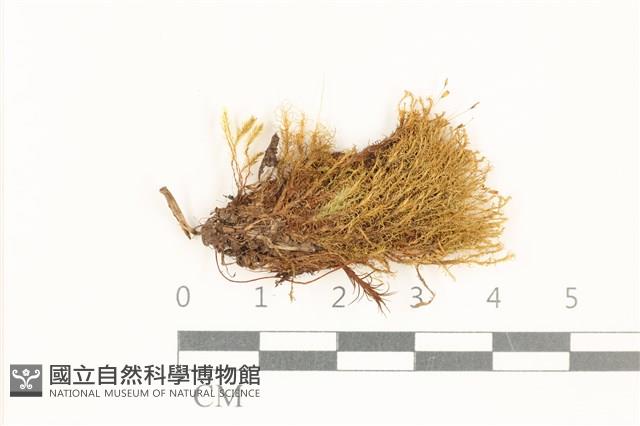 高山狗牙蘚藏品圖，第1張