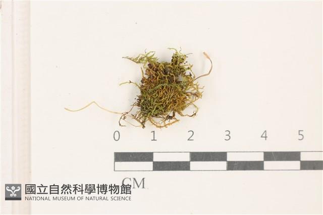 登錄號:B00017416藏品圖，第1張