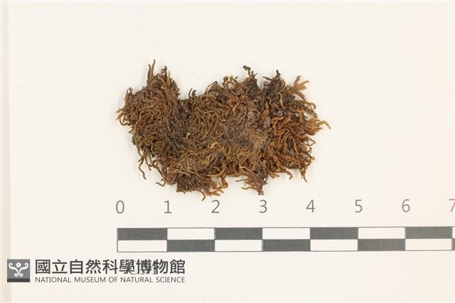 鰓葉苔藏品圖，第1張