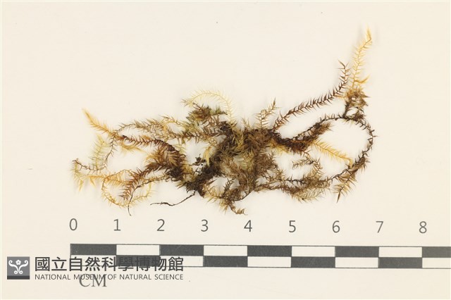 登錄號:B00011416藏品圖，第1張