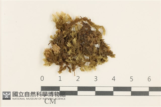 鞭苔,三裂鞭苔藏品圖，第1張