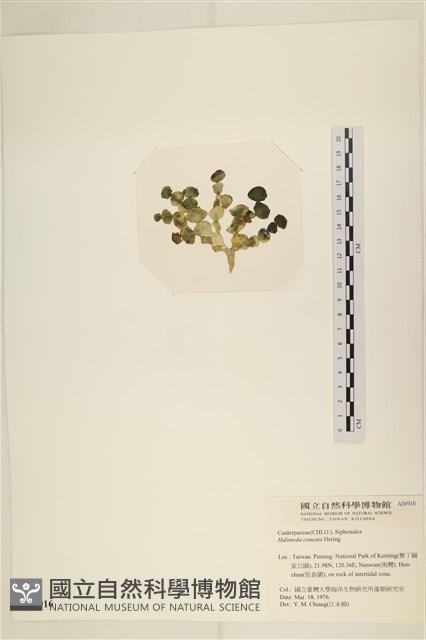 登錄號:A00004916藏品圖，第3張