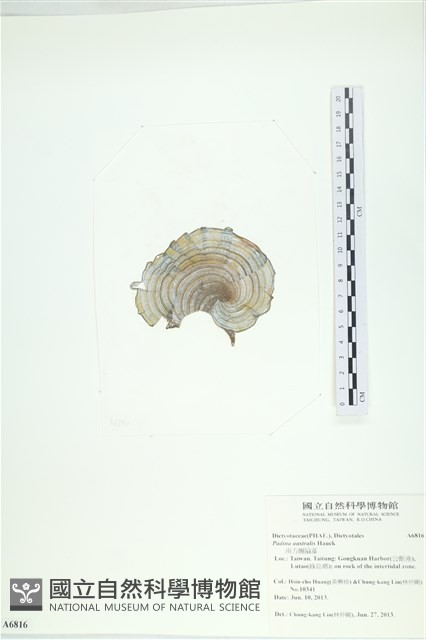 南方團扇藻藏品圖，第3張