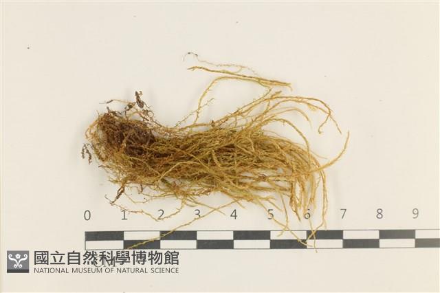 草黃濕原蘚藏品圖，第1張