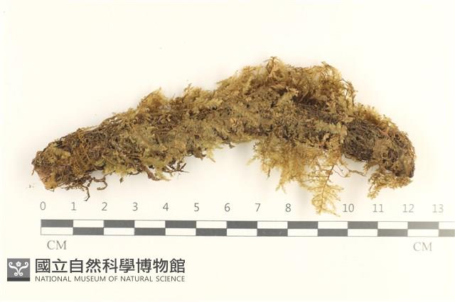 登錄號:B00019696藏品圖，第1張