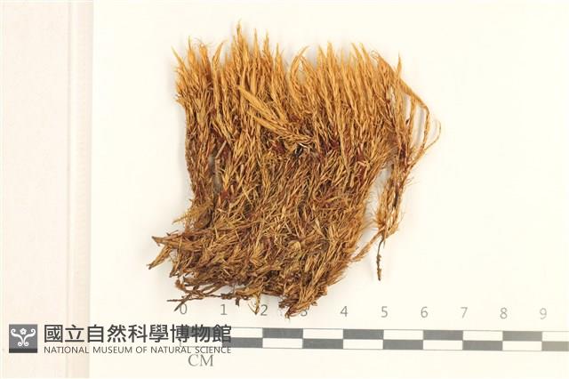 登錄號:B00016696藏品圖，第1張