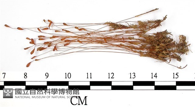 葫蘆蘚藏品圖，第1張
