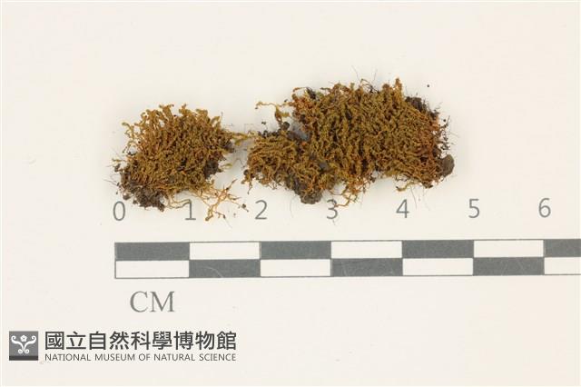 扭葉叢本蘚藏品圖，第1張