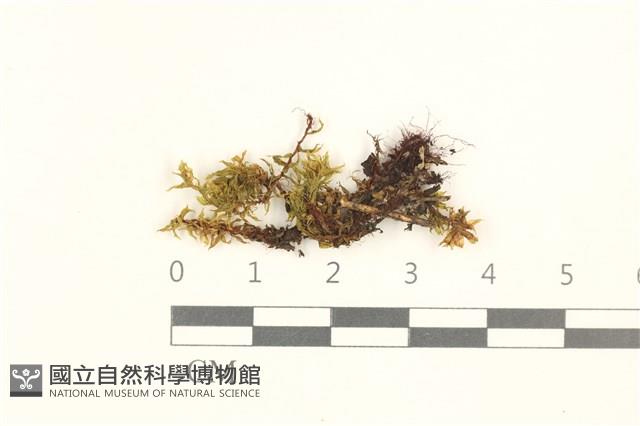 登錄號:B00021696藏品圖，第1張