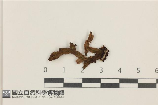 蛇苔藏品圖，第1張